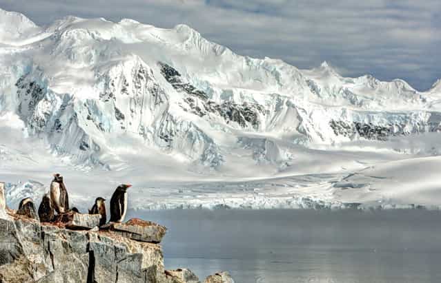 [Breeding Penguins]. Photo by Neal Piper (Washington, DC). Photographed at Damoy Point, Antarctica, January 2012.