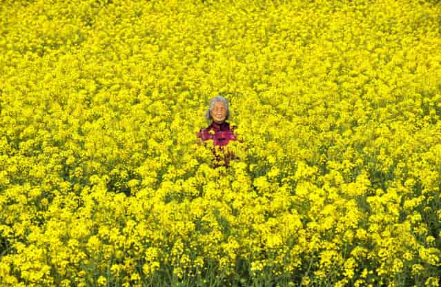 Elderly Jiangsu farmer in her field of rapeseed. (Photo by Tom Carter/The Atlantic)