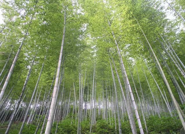 Anhui's [Bamboo Sea] where the film Crouching Tiger Hidden Dragon was filmed. (Photo by Tom Carter/The Atlantic)