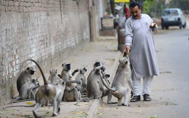 Langur Monkeys take food handouts from an Indian pedestrian in Ahmedabad on March 22, 2013. In India, monkeys are regarded as Lord Hanuman and are fed well in many regions across the country. (Photo by Sam Panthaky/AFP Photo)