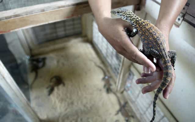 Seven cubs of Komodo dragon born after artificial incubation in a Zoo in Indonesia, on March 20, 2013. The result gives new hope for the species' reproduction. (Photo by Juni Kriswanto/AFP Photo)