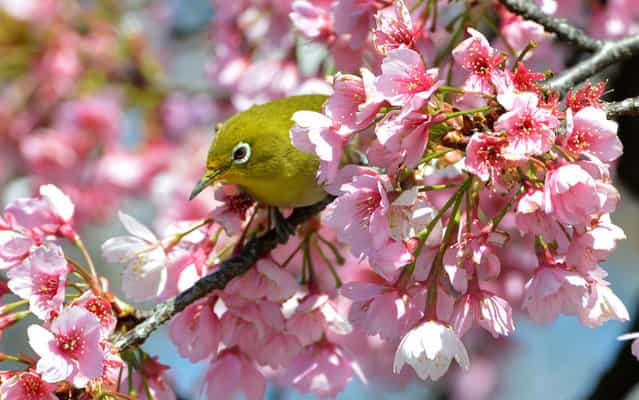 Bird is seen between cherry blossoms in Tokyo, Japan, on March 21, 2013. (Photo by Yoshikazu Tsuno/AFP Photo)