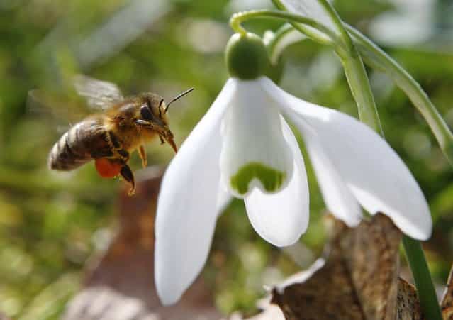 A honeybee approaches a snowdrop flower in Klosterneuburg on the first day of spring March 20, 2013. (Photo by Heinz-Peter Bader/Reuters)