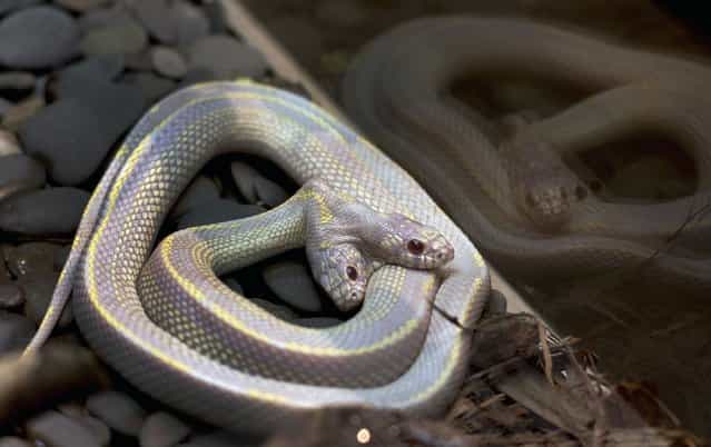 A rare two-headed albino California Kingsnake is displayed at the Moscow Zoo, on March 19, 2013. According to the zoo officials the occurrence of two-headed snakes are one in a million and they usually don't survive in the wild. (Photo by Katya Abramkina/AFP Photo)