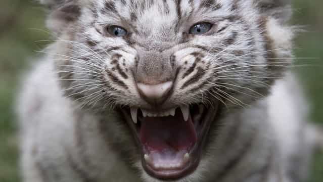 A white tiger cub growls at the Buenos Aires Zoo in Argentina, Thursday, March 21, 2013. The cub's mother, Cleo, a captive Bengal white tiger, gave birth to two females and two males on January 14. (Photo by Natacha Pisarenko/AP Photo)