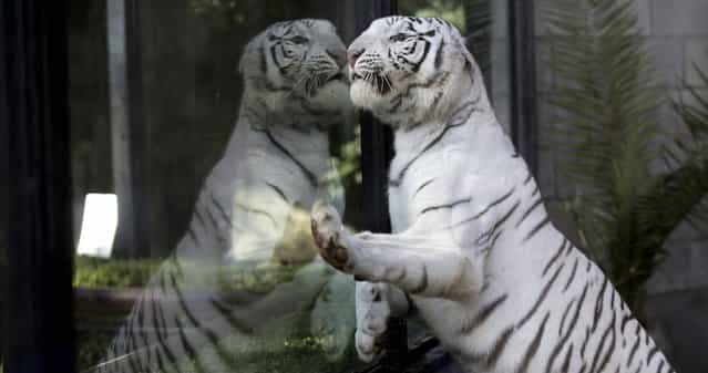 Cleo, a female Bengal white tiger, looks through a window from within her enclosure at the Buenos Aires Zoo in Argentina, Thursday, March 21, 2013. Cleo gave birth to two female and two male cubs on January 14 at the Zoo. (Photo by Natacha Pisarenko/AP Photo)