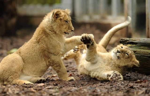 Four-and-a-half month old Asiatic lion cubs Kamran and Ketan play in their new home after being released in their enclosure for the first time for the public to see at Bristol Zoo Gardens, on March 22, 2013. (Photo by Tim Ireland/PA Wire)