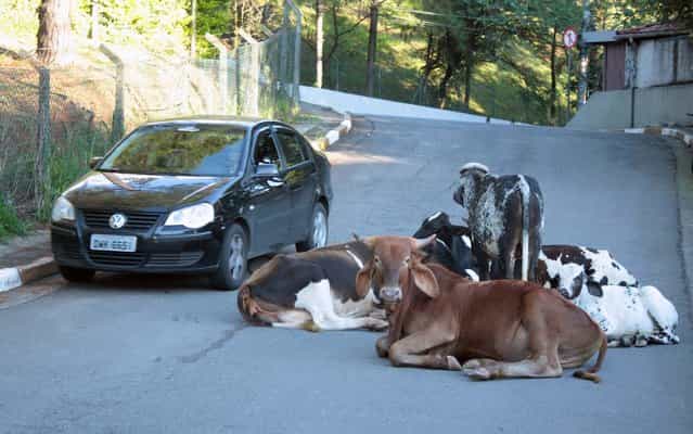 Cows disrupt traffic on Avenida Guido Caloi, in São Paulo, on March 22, 2013. Animals were left for about three hours on the track. (Photo by Luiz Claudio Barbosa/Futura Press/Estadão Conteúdo)