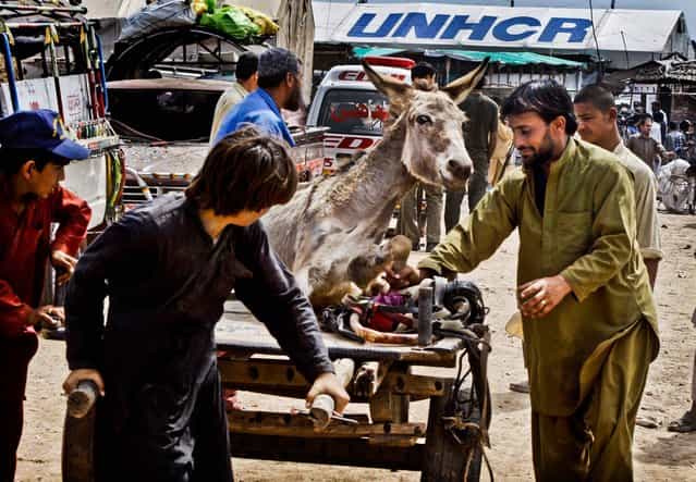 People carry a donkey injured in an explosion at the Jalozai camp outside Peshawar, Pakistan, on March 21, 2013. A car packed with explosives went off in a refugee camp killing and wounding dozens of people. (Photo by Mohammad Sajjad/Associated Press)