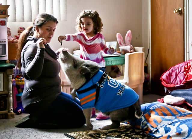 Danielle Forgione and her daughter, Olivia, 3, play with Petey, the family's pet pig, in the Queens borough of New York, on March 21, 2013. Forgione is scrambling to sell her second-floor apartment after a neighbor complained about 1-year-old Petey the pig to the co-op board. In November and December she was issued city animal violations and in January was told by both the city and her management office that she needed to get rid of the pig. (Photo by Bebeto Matthews/Associated Press)