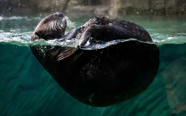A 7-month-old female sea otter that was found stranded in Alaska swims at the Vancouver Aquarium in Vancouver, British Columbia, on Friday March 22, 2013. The otter was flown to Vancouver this week and unveiled to the public Friday. The aquarium has asked the public to vote on three possible names for the baby otter – Susitna, Katmai or Glacier. (Photo by Darryl Dyck/AP Photo/The Canadian Press)