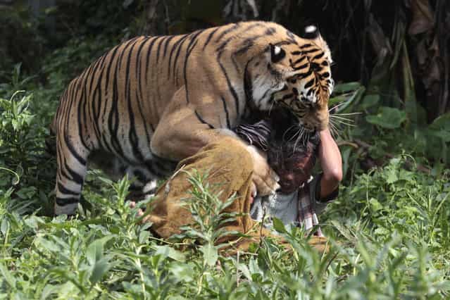 Four-year-old bengal tiger [Mulan Jamila] plays with keeper Soleh at Al Khaffah Islamic school in Malang, Indonesia's East Java province March 19, 2013. The tiger, a gift from a friend, is kept as a pet at the school under a government permit, according to the school. Soleh has fed the tiger 5 kg (11 lbs) of meat per day since the animal was three months old. Picture taken March 19, 2013. (Photo by Sigit Pamungkas/Reuters)
