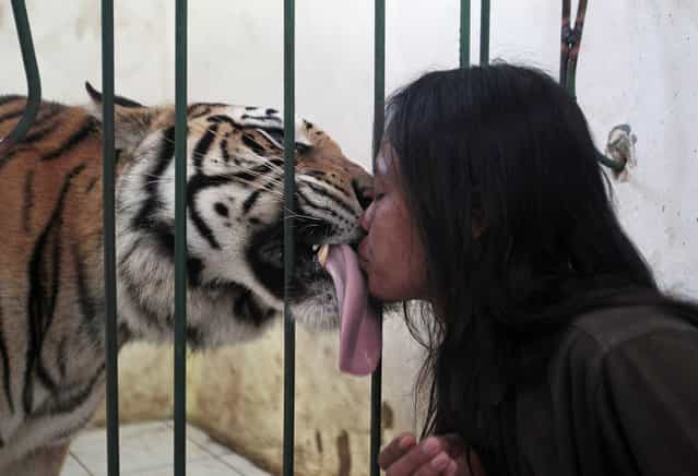Four-year-old bengal tiger [Mulan Jamila] plays with keeper Soleh at Al Khaffah Islamic school in Malang, Indonesia's East Java province March 19, 2013. The tiger, a gift from a friend, is kept as a pet at the school under a government permit, according to the school. Soleh has fed the tiger 5 kg (11 lbs) of meat per day since the animal was three months old. Picture taken March 19, 2013. (Photo by Sigit Pamungkas/Reuters)