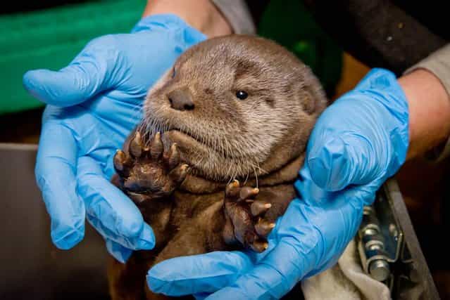 A baby river otter named Molalla is held by a zookeeper during a check-up at the Oregon Zoo on March 16, 2013. Mo’s mother, Tilly, gave birth to the pup on January 28. Molalla is the first river otter to be born at the Oregon Zoo. (Photo by Michael Durham/Oregon Zoo)