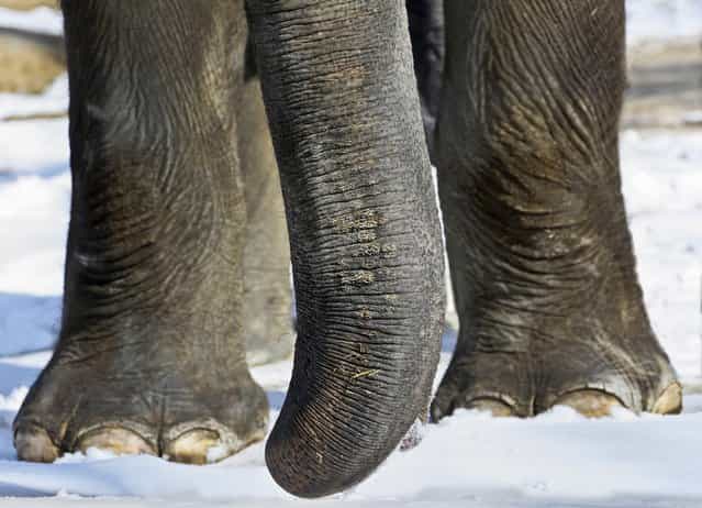 An elephant walks in the snow in the Berlin Zoo, on March 17, 2013. Meteorologists predict the unusual cold and snowy weather to continue in northeastern Germany. (Photo by Stephanie Pilick/Dpa)