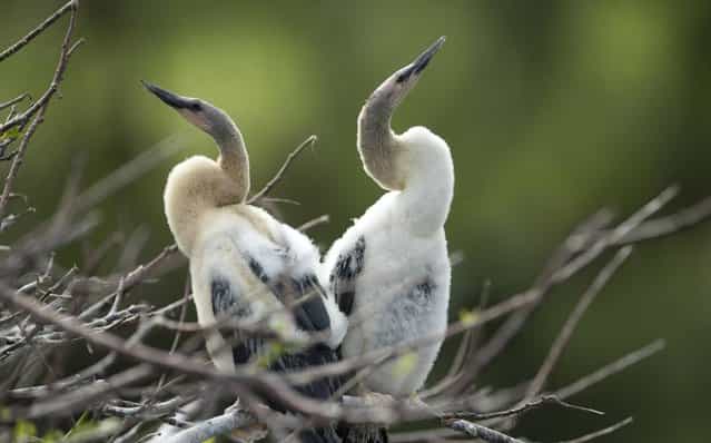 Baby anhingas, a few weeks old, wait for the mature birds to return to their nest with food at the Wakodahatchee Wetlands near Delray Beach, Fla., Sunday, March 17, 2013. (Photo by J. Pat Carter/AP Photo)