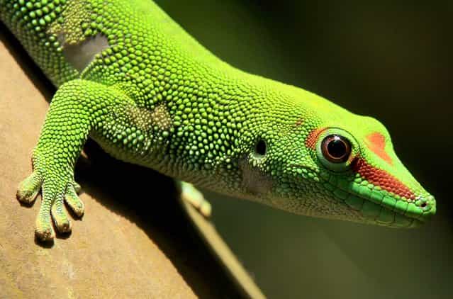 A Madagascar day gecko sits on a perch in the Masoal rainforest hall at the Zoo in Zurich March 19, 2013. (Photo by Arnd Wiegmann/Reuters)