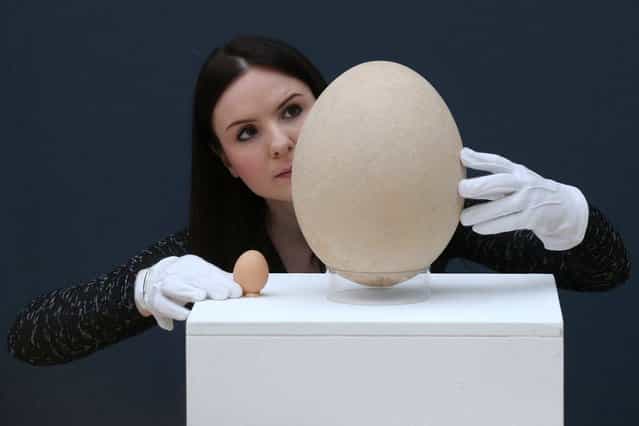 An employee at Christie's auction house examines a complete sub-fossilised elephant bird egg, next to a chicken's egg, on March 27, 2013 in London, England. The elephant bird egg is expected to fetch 30,000 GBP when it features in Christie's [Travel, Science and Natural History] sale, which is to be held on April 24, 2013 in London. (Photo by Oli Scarff)