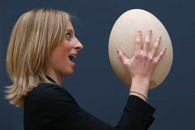 An employee at Christie's auction house examines a complete sub-fossilised elephant bird egg on March 27, 2013 in London, England. The elephant bird egg is expected to fetch 30,000 GBP when it features in Christie's [Travel, Science and Natural History] sale, which is to be held on April 24, 2013 in London. (Photo by Oli Scarff)