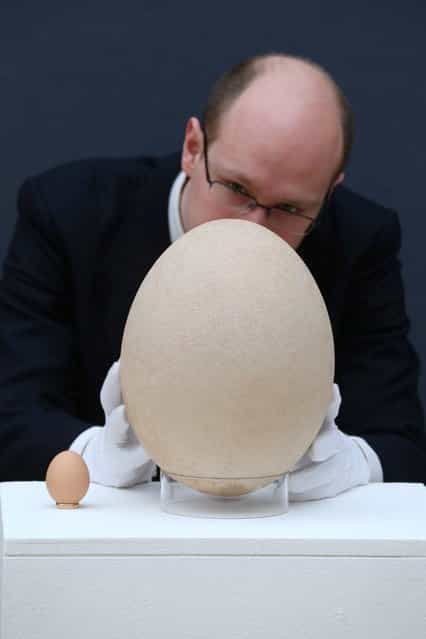 James Hyslop, a Scientific Specialist at Christie's auction house examines a complete sub-fossilised elephant bird egg, next to a chicken's egg, on March 27, 2013 in London, England. The elephant bird egg is expected to fetch 30,000 GBP when it features in Christie's [Travel, Science and Natural History] sale, which is to be held on April 24, 2013 in London. (Photo by Oli Scarff)