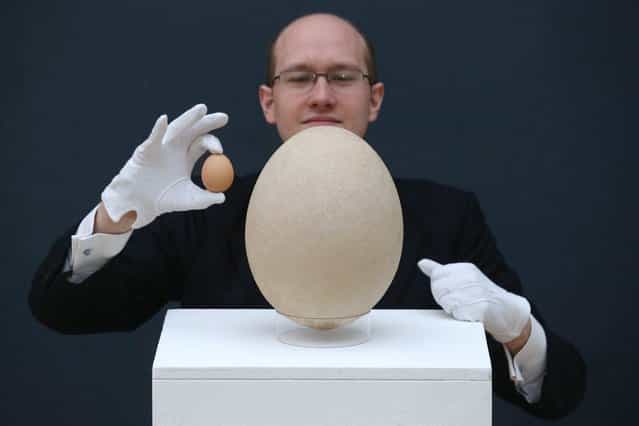 James Hyslop, a Scientific Specialist at Christie's auction house examines a complete sub-fossilised elephant bird egg, next to a chicken's egg, on March 27, 2013 in London, England. The elephant bird egg is expected to fetch 30,000 GBP when it features in Christie's [Travel, Science and Natural History] sale, which is to be held on April 24, 2013 in London. (Photo by Oli Scarff)
