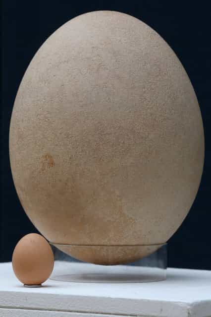 A complete sub-fossilised elephant bird egg sits next to a chicken's egg, in Christie's auction house on March 27, 2013 in London, England. The elephant bird egg is expected to fetch 30,000 GBP when it features in Christie's [Travel, Science and Natural History] sale, which is to be held on April 24, 2013 in London. (Photo by Oli Scarff)