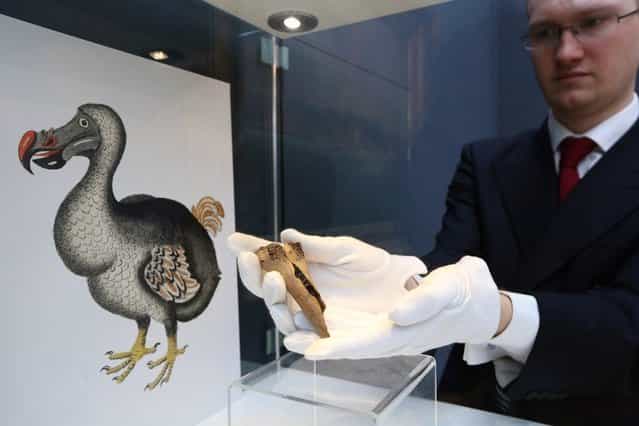 An employee at Christie's auction house holds a rare fragment from a dodo's femur bone on March 27, 2013 in London, England. The extinct bird's bone is expected to fetch 15,000 GBP when it features in Christie's [Travel, Science and Natural History] sale, which is to be held on April 24, 2013 in London. It is believed to be the first dodo bone that has come to auction since 1934. (Photo by Oli Scarff)