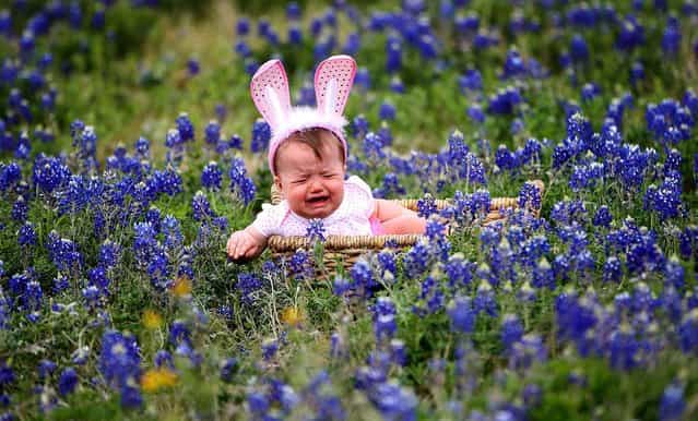 9-months-old Jaycee Philen cries as she gets her photo taken by her mom, Jamie Philen, in the blue bonnets near Chappell Hill, Texas, on March 28, 2013. (Photo by Karen Warren/Houston Chronicle)