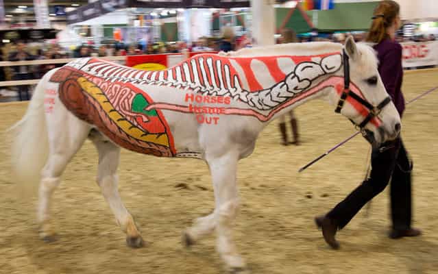 Parts of the skeleton and organs of a horse are painted on a horse at the equestrian fair Equitana in Essen, western Germany, on March 24, 2013. Under the motto [horses inside out], the white horse advertises a book by Gillian Higgins, which is about the anatomy of horses. (Photo by Bernd Thissen/AFP Photo/DPA)