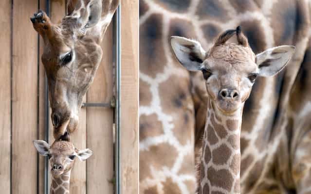 Mother giraffe Gambela licks her baby inside their enclosure at the Zoo in Dortmund, Germany, on March 26, 2013. (Photo by Bernd Thissen/AFP Photo)