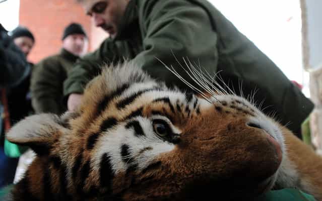 Endre Sos, chief veterinarian of the Budapest zoo, examines Siberian tiger [Manu] on March 27, 2013 at the Budapest Zoo and Botanic Garden as preparations are under way for the transport of three Siberian tigers to their new home, the ZOOM Erlebniswelt in Gelsenkirchen, western Germany. The tigers were born on May 10, 2011 here at the zoo of the Hungarian capital Budapest. (Photo by Attila Kisbenedek/AFP Photo)