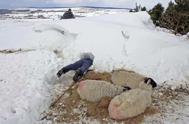 Farmer Donald O'Reilly searches for sheep or lambs trapped in a snow drift near weakened animals that had just been rescued, in the Aughafatten area of County Antrim, Northern Ireland March 26, 2013. At least 140,000 homes and businesses in Northern Ireland were left without power over the weekend following heavy snowfall, causing snowdrifts of up to 5 metres (18 feet). (Photo by Cathal McNaughton/Reuters)