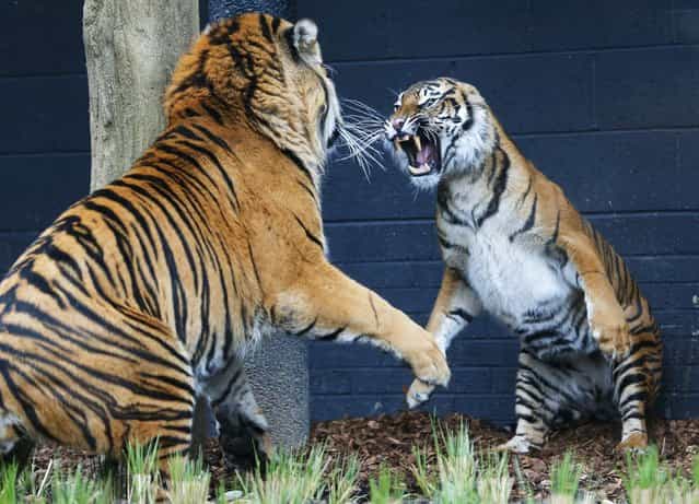 Melati (R), a four year old Sumatran Tiger and Jae Jae, her five year old male companion, face off in their new 2,500 square meter enclosure at London Zoo March 22, 2013. The zoo hopes that Melati and Jae Jae, will breed in captivity. (Photo by Andrew Winning/Reuters)