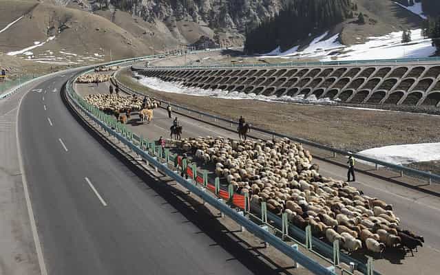 Shepherds lead their flocks of sheep and cattle along on the Guozigou segment of the Lianyungang-Horgos expressway, China, on March 24, 2013. (Photo by Reuters/China Daily)