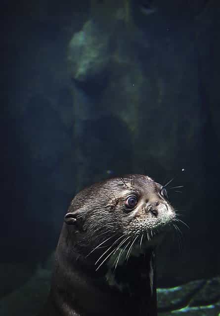 A giant river otter, the world's largest otter species, looks out of its enclosure at the newly completed River Safari in Singapore, on March 25, 2013. (Photo by Wong Maye-E/Associated Press)