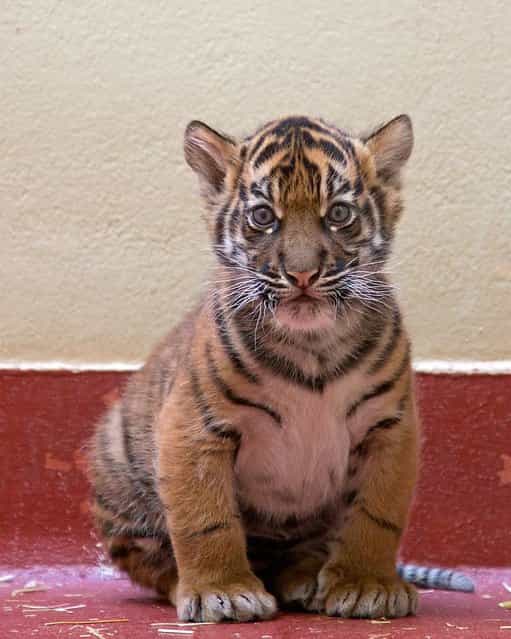 A female Sumatran tiger is examined at the San Francisco Zoo on March 23, 2013. The unnamed cub was born on February 10. (Photo by Marianne V. Hale/San Francisco Zoological Society via EPA)