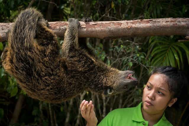 An animal handler gives food to a southeast asian Binturong during a media tour ahead of the opening of River Safari at the Singapore Zoo on March 25, 2013 in Singapore. The River Safari is Wildlife Reserves Singapore's latest attraction. Set over 12 hectares, the park is Asia's first and only river-themed wildlife park and will showcase wildlife from eight iconic river systems of the world, including the Mekong River, Amazon River, the Congo River through to the Ganges and the Mississippi. The attraction is home to 150 plant species and over 300 animal species including 42 endangered species. River Safari will open to the public on April 3. (Photo by Chris McGrath)