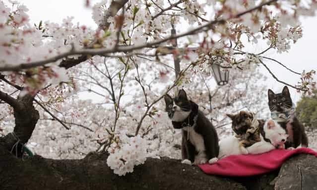Cats sit on a branch of a cherry tree as cherry blossoms are in full bloom at a park in Tokyo Friday, March 29, 2013. (Photo by Shuji Kajiyama/AP Photo)