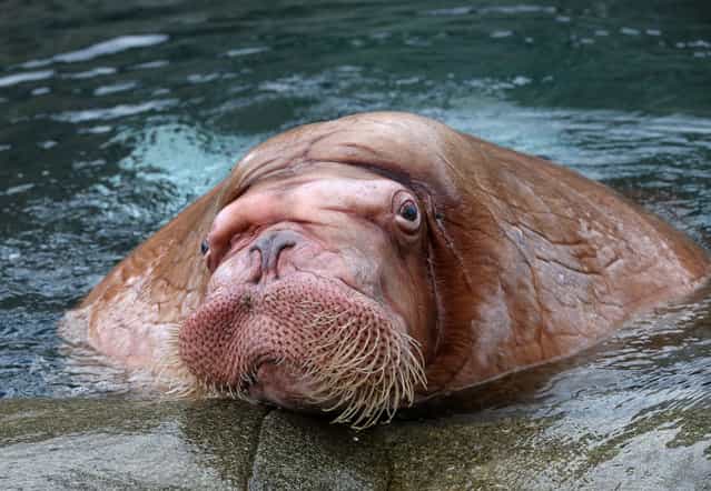 Male walrus Odin is pictured in the Polar Sea enclosure at the Hagenbeck Zoo in Hamburg, Germany, on March 26, 2013. After long preparations four walruses have been brought from the zoo in Moscow to Hamburg. (Photo by Christian Charisius)