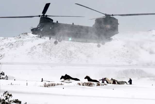 The last relief flight in Dromara Hills, County Down as an RAF Chinook makes the final drop of emergency food supplies for animals cut-off by the deep snow drifts, on March 29, 2013. All air support has now been withdrawn from the relief operation to animals stranded in the snow in Northern Ireland. RAF Chinook and Irish Air Corps helicopters had been dropping emergency food supplies to farms in high-ground areas of counties Antrim and Down. The Department of Agriculture said it was now re-directing resources to the ground. DUP MLA Paul Frew has said it is too soon to end aerial support. [This has always been about speed and the helicopters and the Chinooks would be able to speedily get to those farmers and those livestock far quicker than any snow plough or track machine], he said. [This decision by the Department of Agriculture minister will cost farmers more livestock]. The helicopters made food drops to thousands of animals stranded, mostly in the Glens of Antrim, which has been one of the areas worst affected by the snow. (Photo by Alan Lewis)