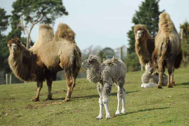 Two baby Bactrian camels explore their enclosure for the first time at West Midlands Safari Park, Bewdley, on Thursday, March 28, 2013. (Photo by Joe Giddens/PA Wire)