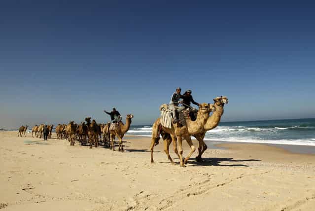 Bedouins shepherd their camels along the beach from Deir Al-Balah in the central Gaza Strip towards Gaza City on March 25, 2013. The camels are driven to fertile fields to graze and return home at the end of the day. (Photo by Mohammed Abed/AFP Photo)