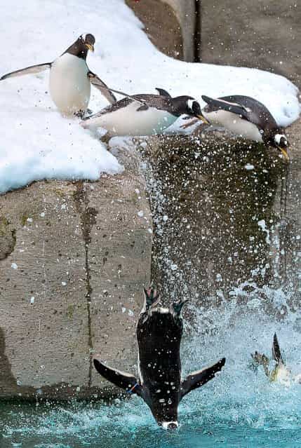 Penguins enjoying the severe snow conditions at Belfast Zoo, on March 29, 2013 – Belfast Zoo is likely to remain closed over the Easter holidays due to snow which is still lying on the site. Snow is lying up to two feet deep and has caused significant damage to the zoo's facilities. (Photo by Justin Kernoghan)