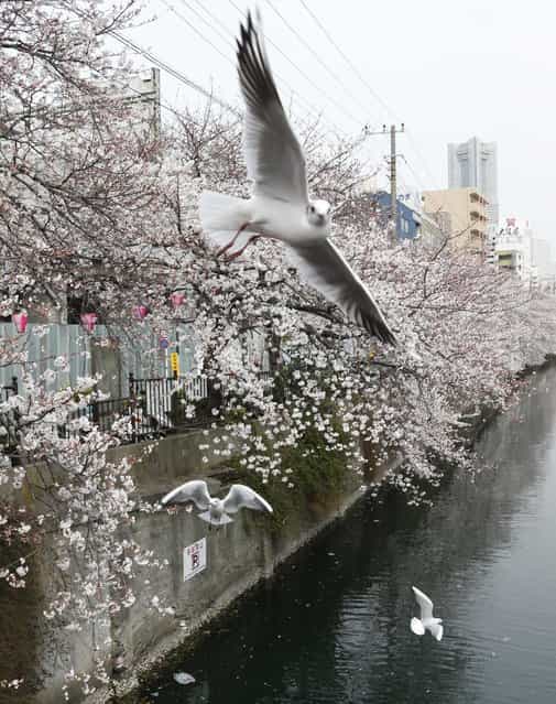 Seagulls fly over blooming cherry blossoms along the Oka river in Yokohama, Japan, on March 24, 2013. (Photo by Koji Sasahara/AP Photo)