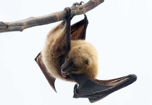 A Rodrigue fruit bat hangs on a perch in the Masoala rainforest hall at the Zoo in Zurich, on March 26, 2013. (Photo by Arnd Wiegmann/Reuters)