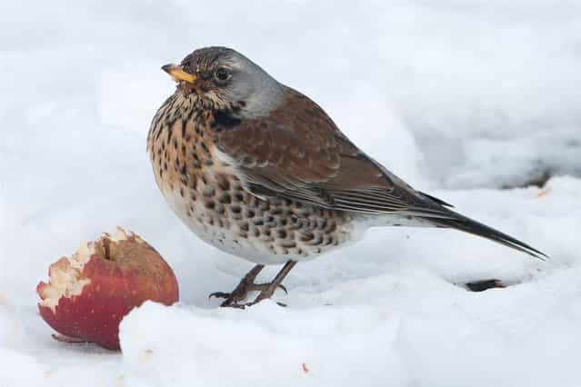 A fieldfare sits next to an apple in a snow-covered garden in Eichwalde, Germany, on March 26, 2013. (Photo by Tim Brakemeier/AFP Photo)