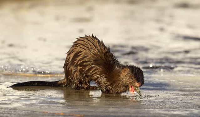 A mink eats a fish at the Nalibokskaya Forest Reserve near the village of Rum, west of Minsk, Belarus, on March 25, 2013. (Photo by Vasily Fedosenko/Reuters)