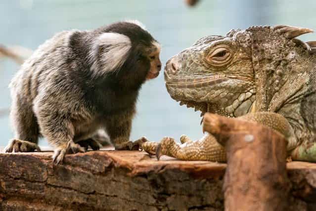 A common marmoset has a close encounter with a green iguana at the Zoo in Straubing, Germany, on March 25, 2013. (Photo by Armin Weigel/EPA)