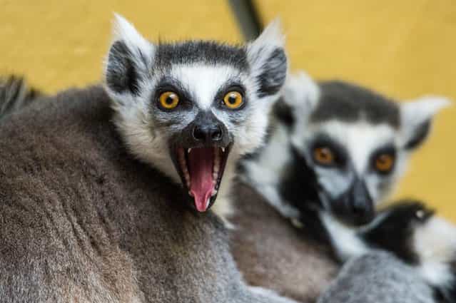 A ring-tailed lemur opens its mouth at the Tierpark Zoo in Straubing, Germany, on March 25, 2013. (Photo by Armin Weigel/AFP Photo)
