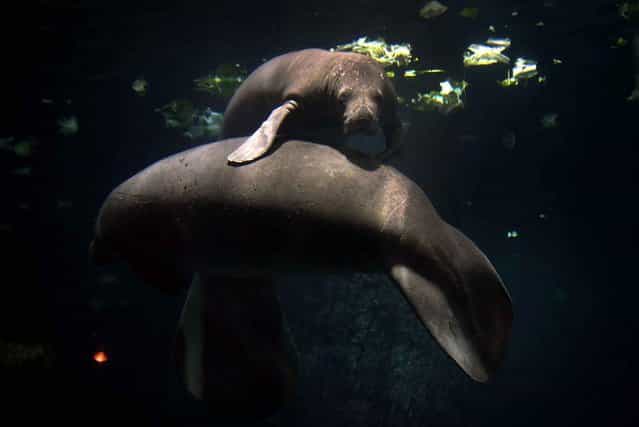 Two manatees lean against each other at the newly completed River Safari on March 25, 2013 in Singapore. (Photo by Wong Maye-e/AP Photo)
